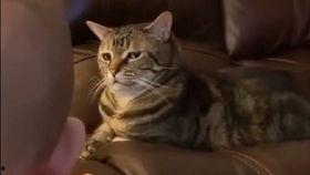 吸成人的奶视频,探索隐秘的欲望世界