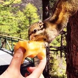 成人松鼠房子游戏视频,趣味互动，挑战智慧